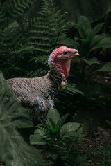 Specimen of wild turkey in the forest in Azores islands