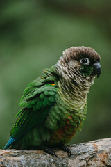 Parrot bird in the wild on a tree branch