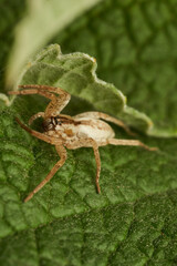 A white spider perched on a green leaf