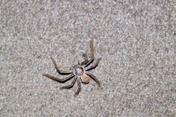 Leishmann's Huntsman Spider (Isopeda leishmanni) indoors at night, South Australia