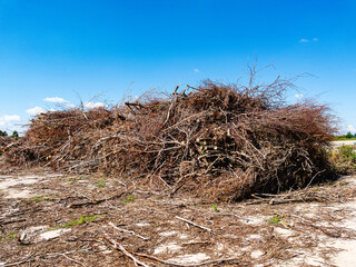 A large pile of twigs and branches is seen against a bright, clear, blue sky, symbolizing natural waste and debris