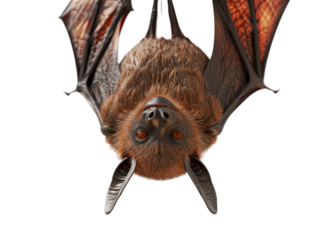 Realistic Close-Up of Bat Hanging Upside Down in Natural Pose