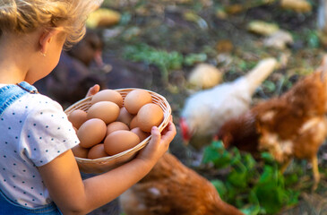 Child holding eggs on a farm. Selective focus.