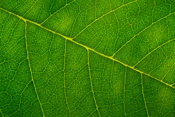 Close-up green macro leaf texture,Green leaf background close up view. Nature foliage abstract of leave texture for showing concept of green business © banjongseal324