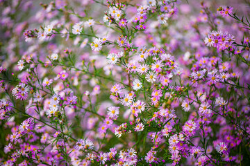 Obraz premium A natural spring landscape filled with pink lilac flowers on a meadow and a dreamy and gentle art image,Pink flower background,Many violet flowers, chrysanthemums,Many violet flowers, chrysanthemums,