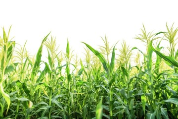 A field of sweet corn plants basking in the sunlight, showcasing their tall green stalks and bright yellow ears ready for harvest