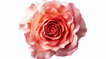 Modern Garden Rose on an isolated white background, object focused, png, stock image, hd quality, 