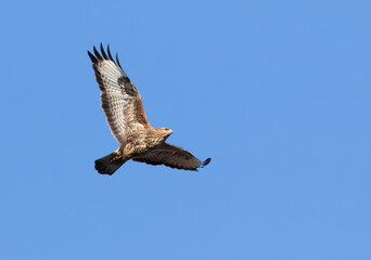 Obraz premium Common buzzard, Buteo buteo. A bird flies against a blue sky