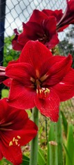 Beautiful red Amaryllis flowers