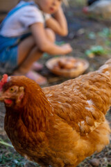 Child holding eggs on a farm. Selective focus.