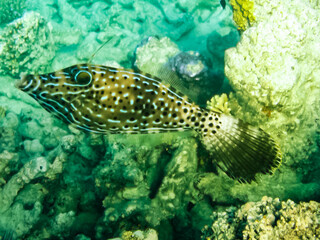 fish swim above the coral reef, the underwater world of the Red