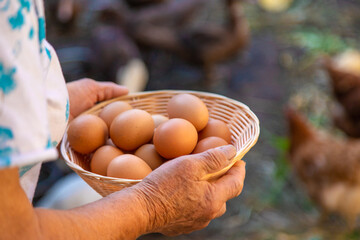 Grandmother holding eggs on a farm. Selective focus.