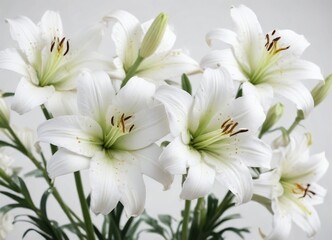 Fototapeta premium White lilies in bloom on clean white background, pure, isolated, flowers, lilies, minimalist