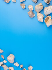 shells on a bright background
