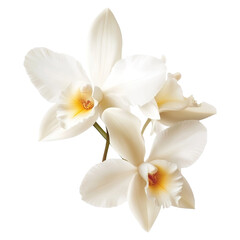 Attractive White Color Vanilla Orchid isolated on transparent background