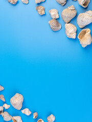 shells on a bright background