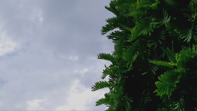 green leaves on the side with cky and clouds on the other side of the frame