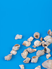 shells on a bright background