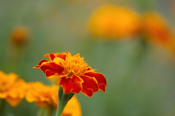 Blossoms of a marigold, beautiful marigold, colourful orange flowers, colourful summer picture with summer flowers, green background