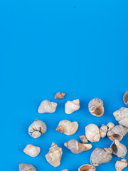 shells on a bright background