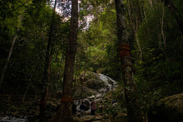 Hidden Falls in the Heart of the Forest