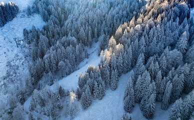 aerial view of snowy spruce forest in the Allgaeu mounatains next to Steibis-Oberstaufen, Bavaria, Germany