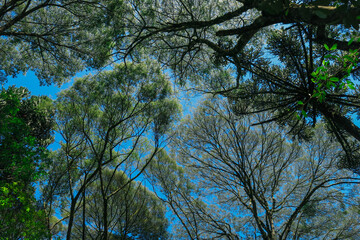 Fototapeta premium trees and sky