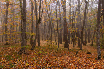 Fototapeta premium Yellow leaves lie on the ground in the autumn forest.