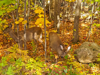 Forest deer in the autumn forest, animals near Lake Huron.