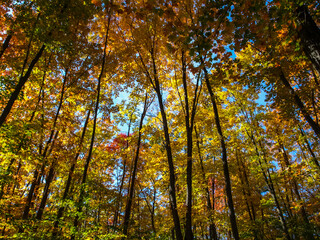 Fototapeta premium Autumn on the shore of Lake Huron, a beautiful autumn landscape