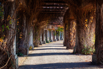 Pergola in Wroclaw, Poland