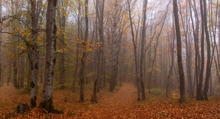 Yellow leaves lie on the ground in the autumn forest.