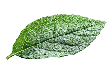 Fresh green leaf with dew drops on a white isolated background, showcasing natural textures and...