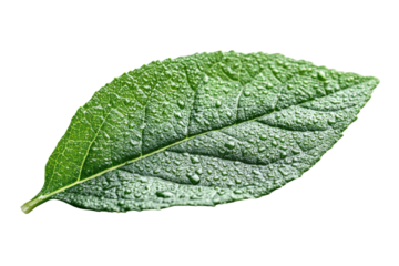 Fresh green leaf with dew drops on a white isolated background, showcasing natural textures and vibrant colors.