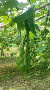 Lablab purpureus (Hyacinth bean, Dolichos bean, Seem bean, Lablab bean, Australian pea) ; Fresh pods on trunk, green and crimson, flat, long, curled with end nip.	