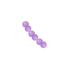 streptococcus pneumoniae bacteria illustration