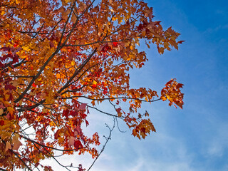 Autumn on the shore of Lake Huron, a beautiful autumn landscape