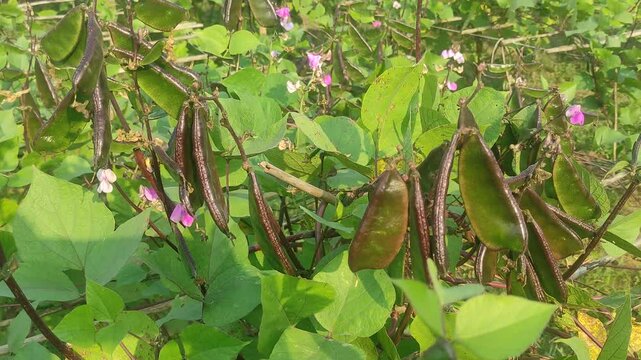 Crop of Purple Hyacinth Bean on a vine. purple pod pea.