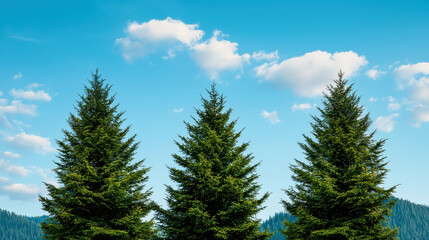 2025 Daily Affirmations concept. Lush evergreen trees against bright blue sky with fluffy clouds