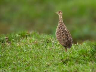 Spotted Nothura with intricate brown and black plumage, standing in a grassy field