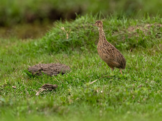 Spotted Nothura with intricate brown and black plumage, standing in a grassy field