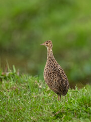Spotted Nothura with intricate brown and black plumage, standing in a grassy field
