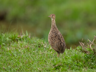 Spotted Nothura with intricate brown and black plumage, standing in a grassy field