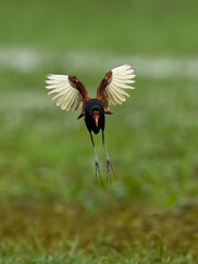 A Wattled Jacana resting among lush green aquatic vegetation