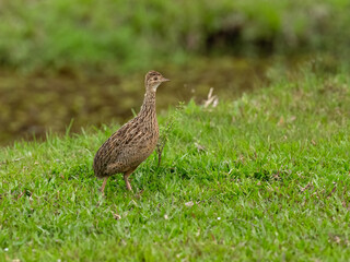 Spotted Nothura with intricate brown and black plumage, standing in a grassy field