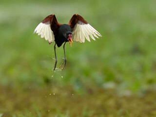 A Wattled Jacana in flight on green background