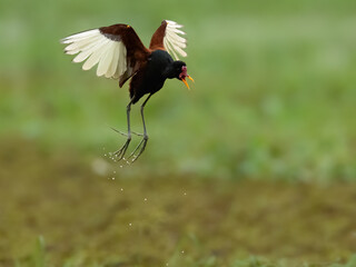 A Wattled Jacana in flight on green background