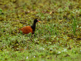 A Wattled Jacana resting among lush green aquatic vegetation