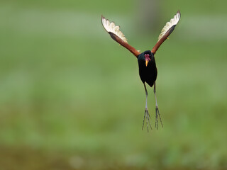 A Wattled Jacana in flight on green background