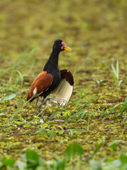 A Wattled Jacana resting among lush green aquatic vegetation